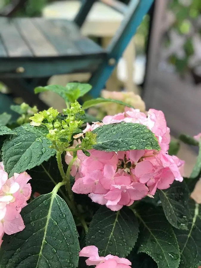 Ti Vengo A Cercare B&B Hotel Garni Castellaro  Alojamento de Acomodação e Pequeno-almoço